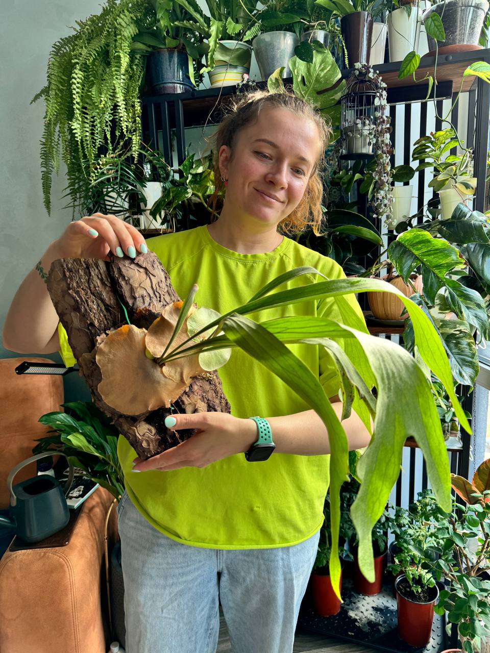 Папоротники дома: виды, пересадка и деление — 4 видеоурока