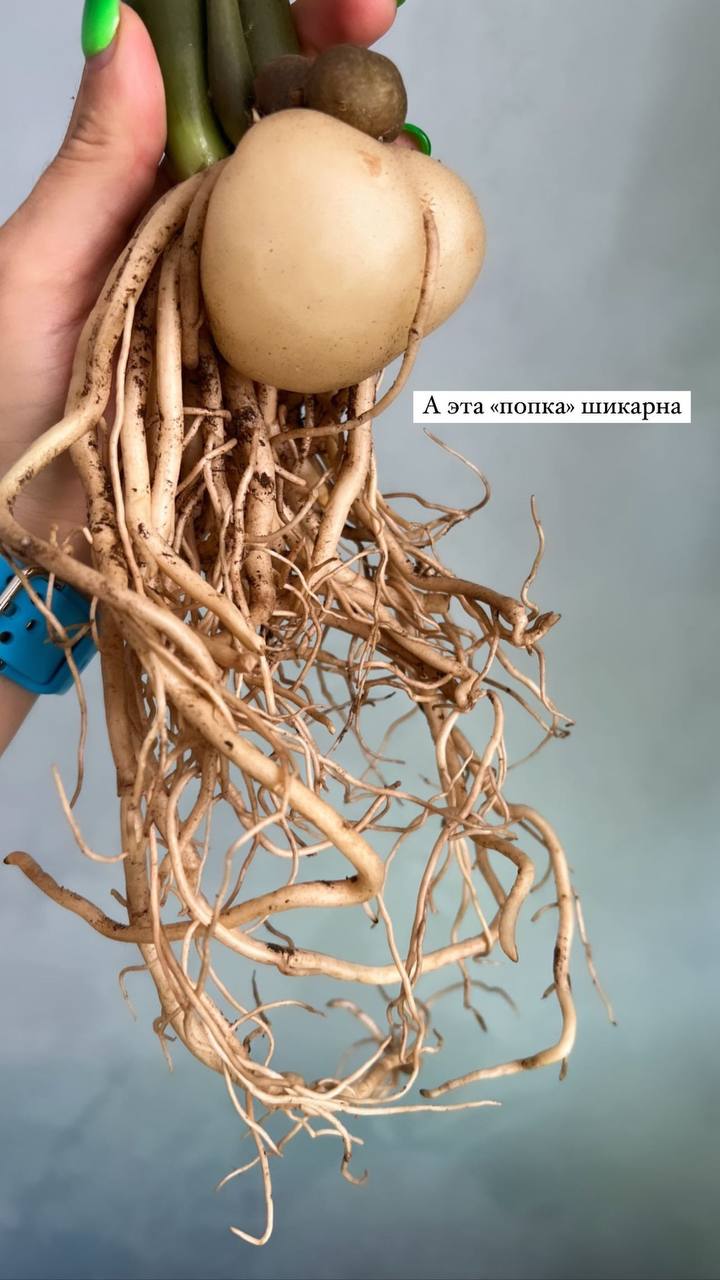 Замиокулькас