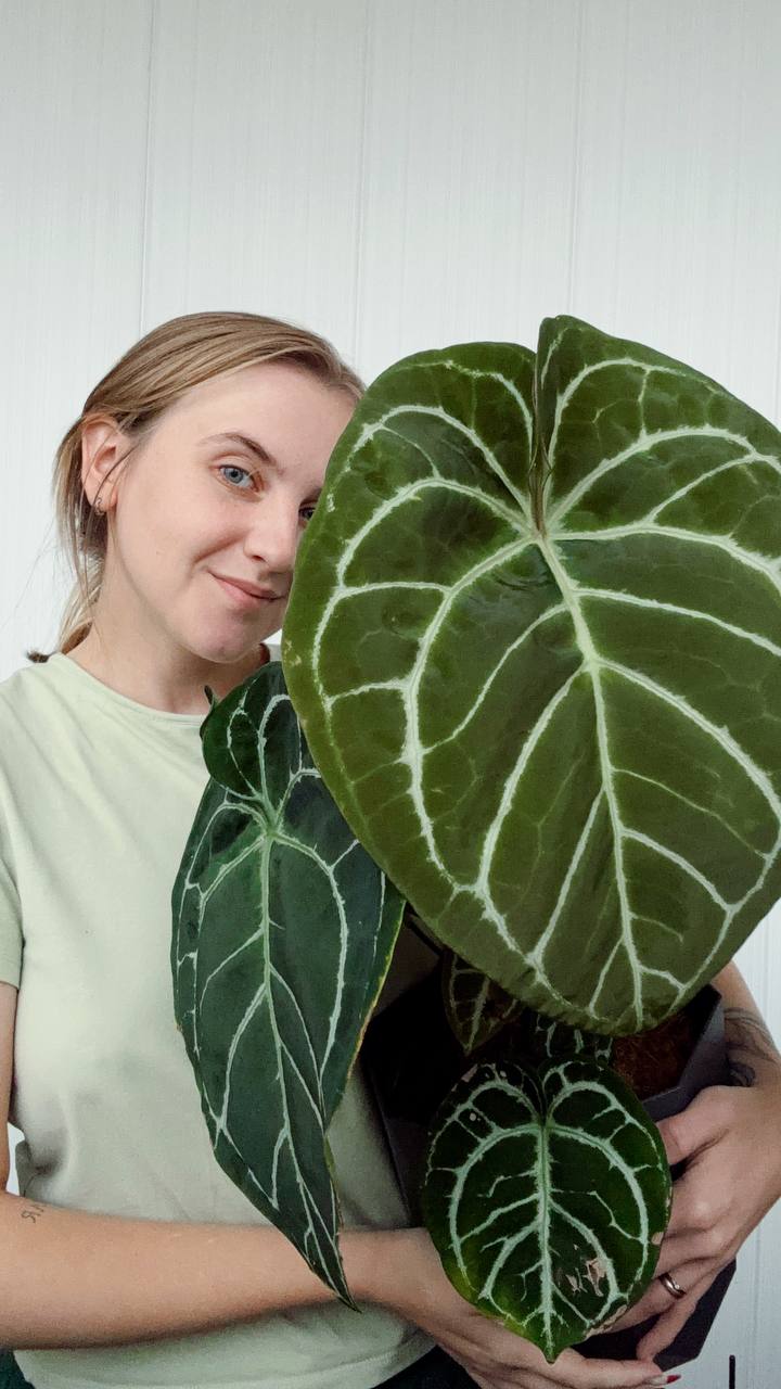 Антуриум Хрустальный или Кристаллинум (Anthurium Crystallinum)