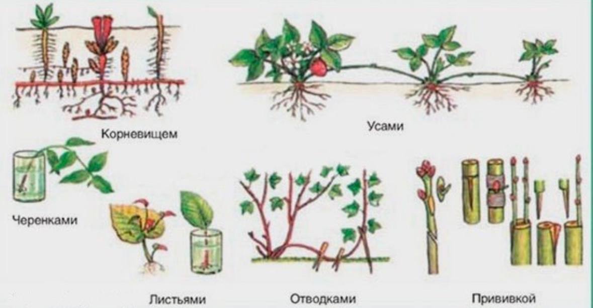 Размножение растений и использование стимуляторов