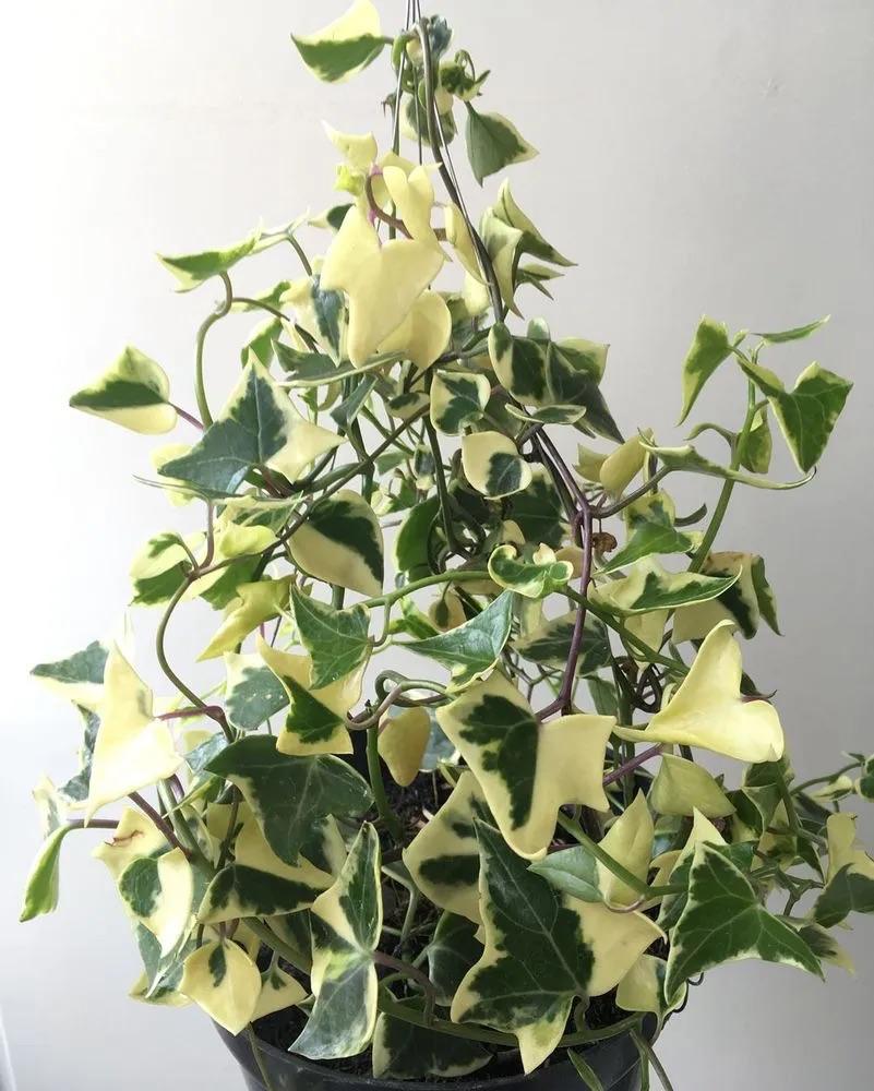 Крестовник треугольный Senecio macroglossus: уход и размножение