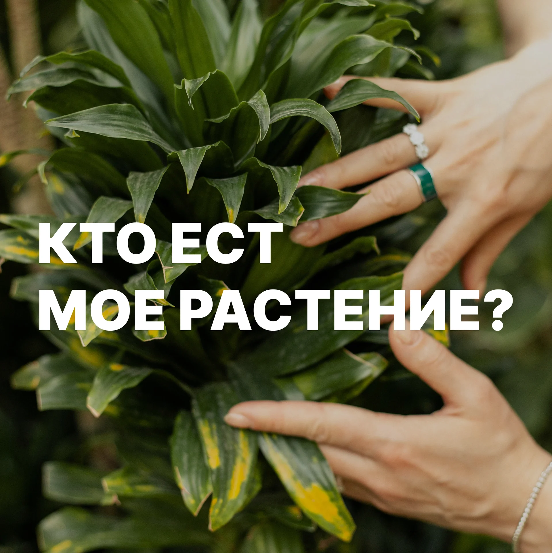 Вредители – определитель
