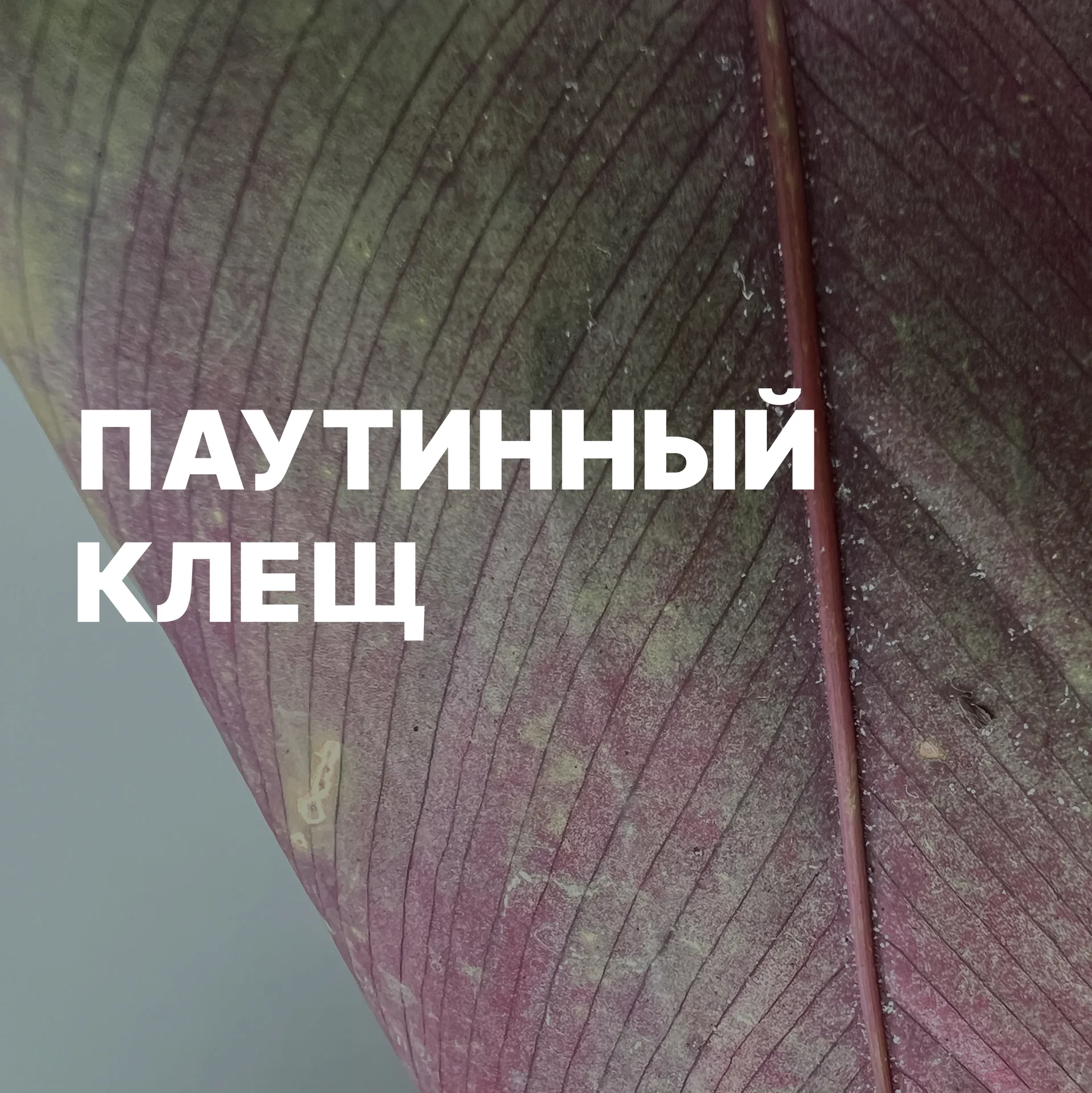 Паутинный клещ