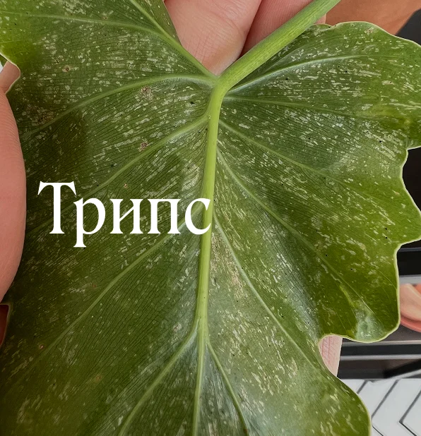 Трипс