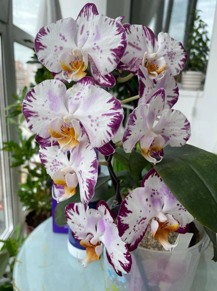 Какие фаленопсисы точно не подведут 🌸